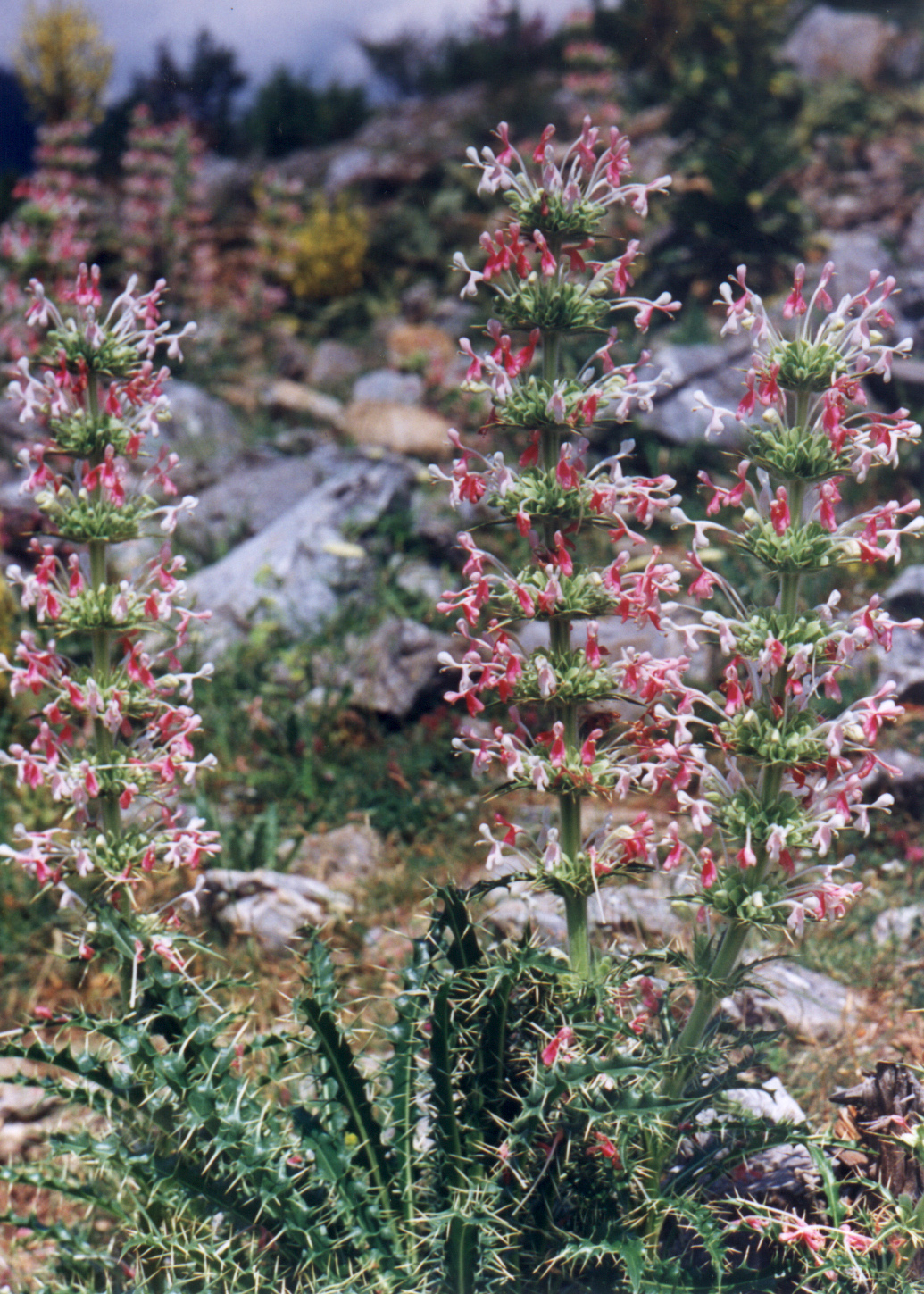 Mountain Botanist Tour (Bulgaria)